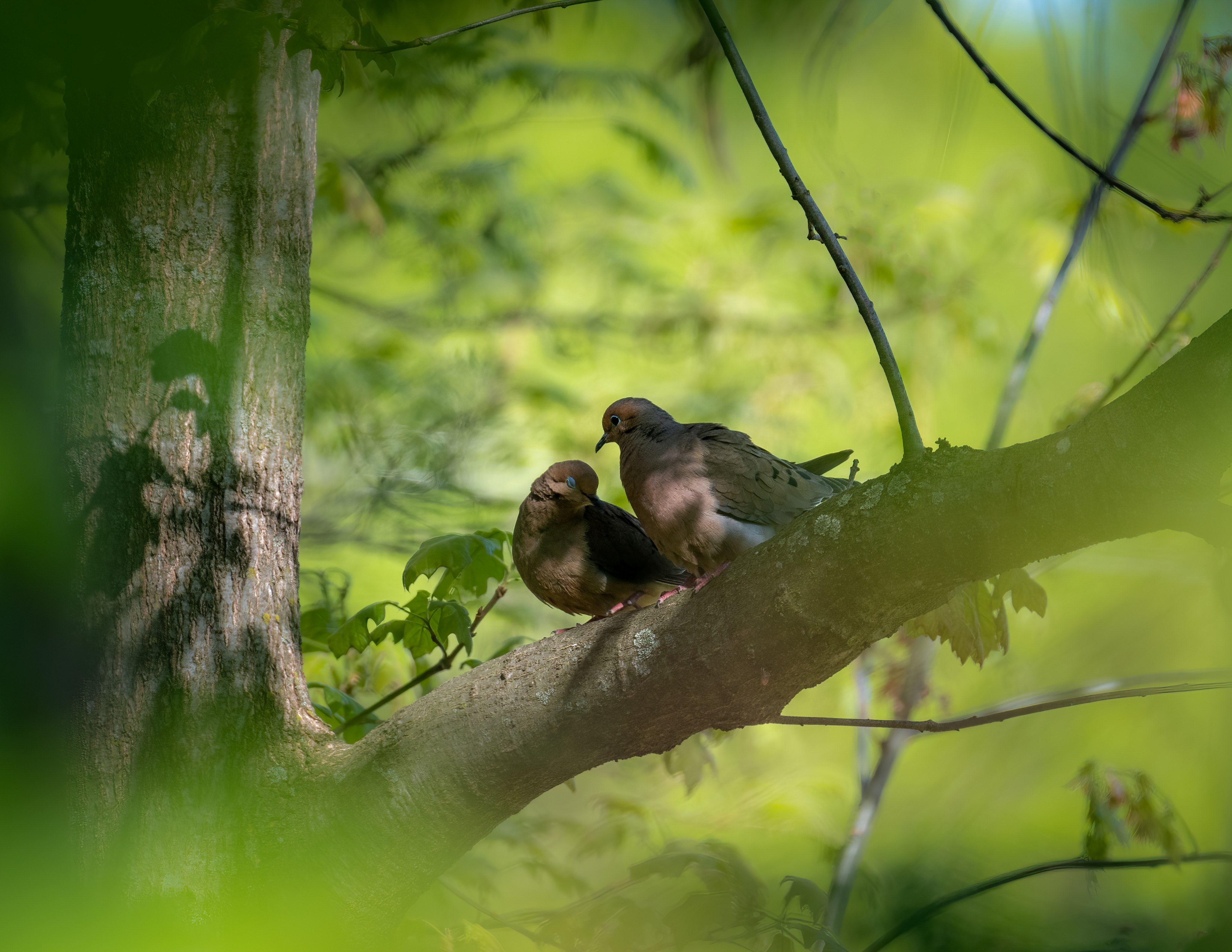 brown and black bird on tree branch during daytime